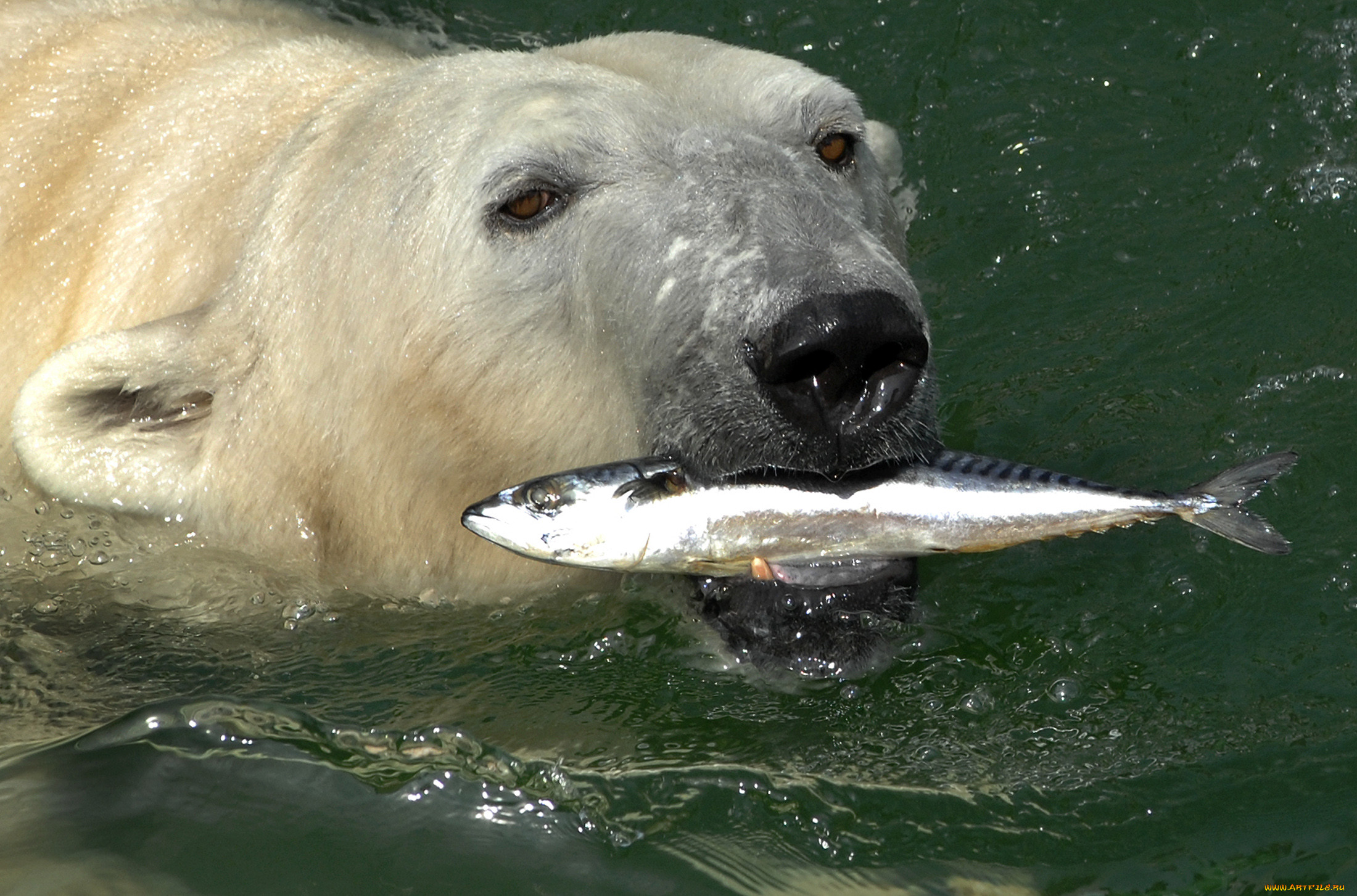 , , , , , , polar, bear